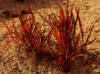 Imperata cylindrica - Red Baron Grass